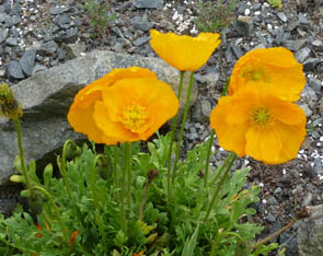 Papaver alpinum